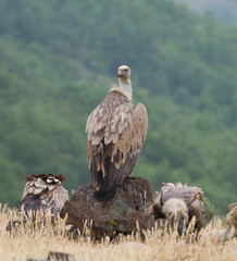 Griffin Vulture (Gyps fulvus)