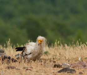 Egyptian Vulture (Neophron percnopterus)