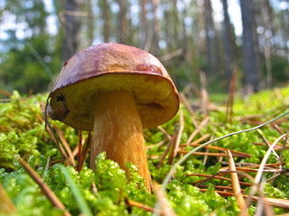 wild growing mushroom in the big forest