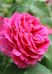 beautiful rose