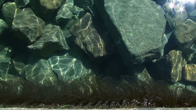 Visible algae