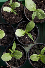 Hochziehen von Pflanzen