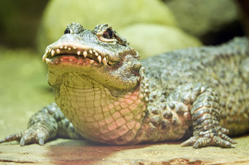 Chinese Alligator © Sergey Lavrentev