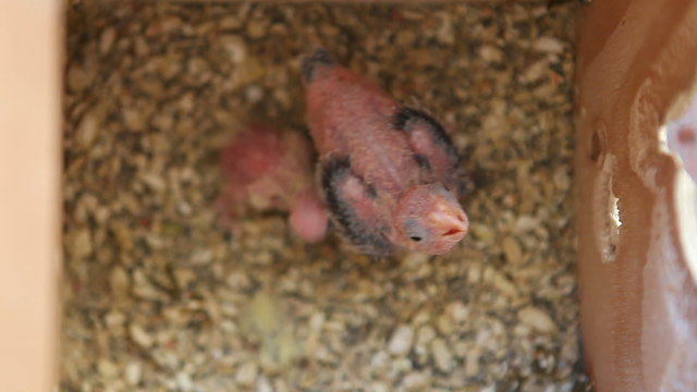 Newborn Cockatiel Bird Hatchling