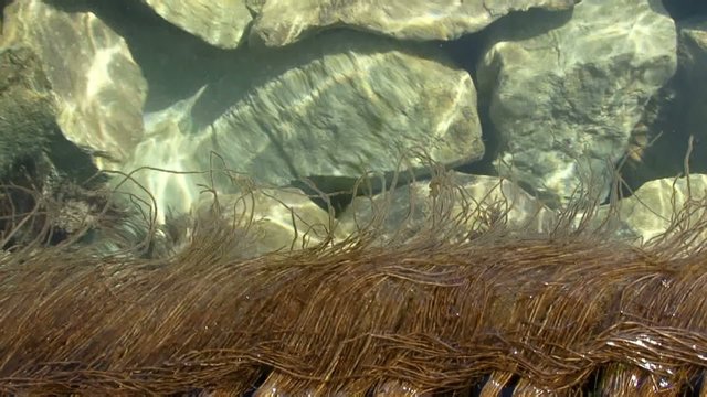 Marine vegetation