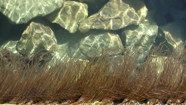Algae in water