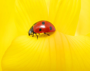 ladybug