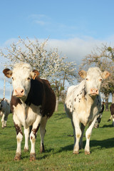 animal ferme vache 25