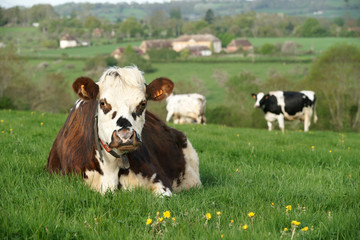 animal ferme vache 28