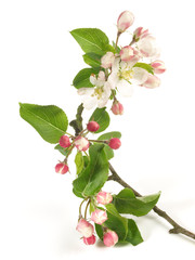 Apfelblüte