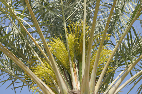 Closure of a date palm tree with green dates flowers and buds