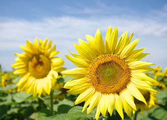 sunflowers field