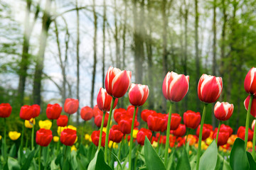 Fototapeta premium Tulips - beautiful spring flowers
