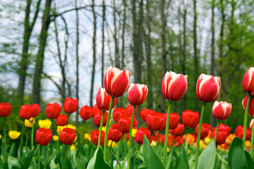 Tulips - beautiful spring flowers