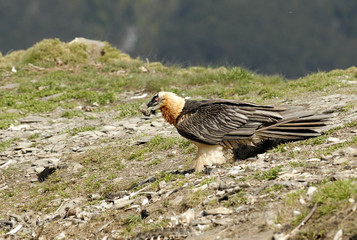 Quebrantahuesos en ordesa