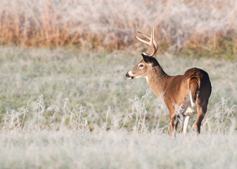 Whitetail deer and frost