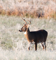 Whitetail deer and frost