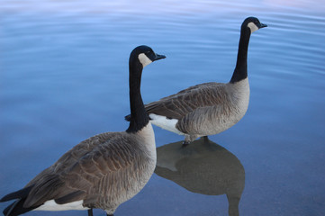 Obraz premium Couple of gooses