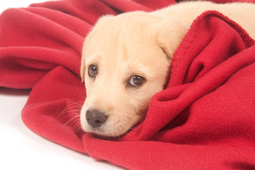puppy with red blanket