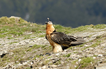 Quebrantahuesos comiendo