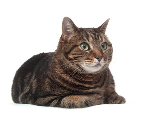Adult tabby cat on white