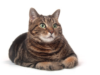 Adult tabby cat on white