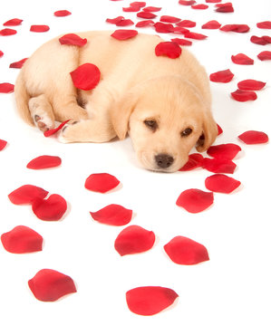 puppy with rose pedals