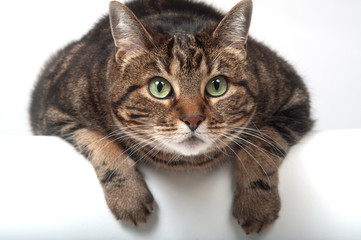 adult tabby cat