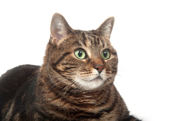 Adult tabby cat on white