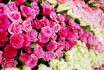 pink white red rose