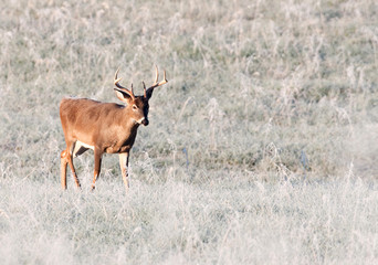 Whitetail deer and frost