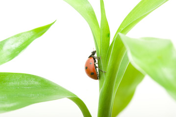 ladybug