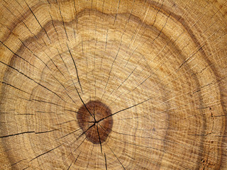 Tree  oak  cut