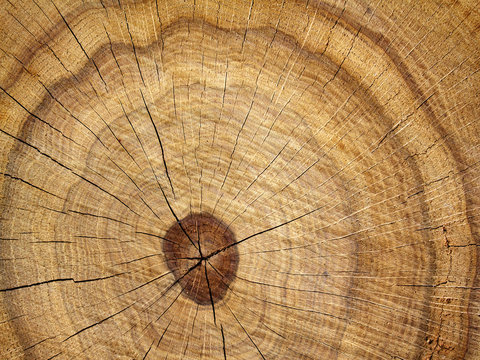Tree  oak  cut