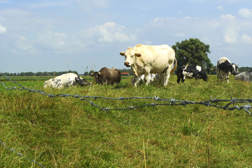 Close-up of cows enclosed in a field