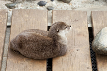 loutre