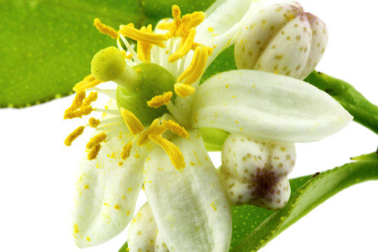 fleur d'agrume, citrus hystrix, combava, fond blanc