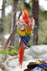 perroquet tropical