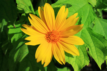 Mirihi, Blume der Malediven