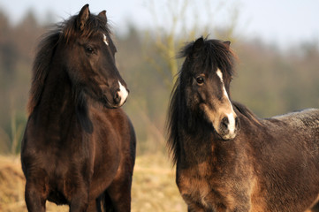 Obraz na płótnie Canvas Braune Ponys