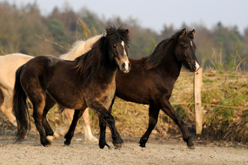 Laufende Pferde