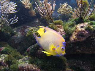 Diadem kaiserfisch holacanthus ciliaris © henryart