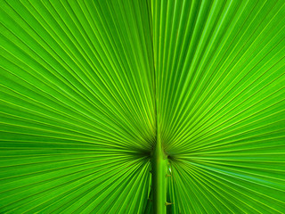 Palm Leaf radius