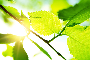 Green leaves with sun ray