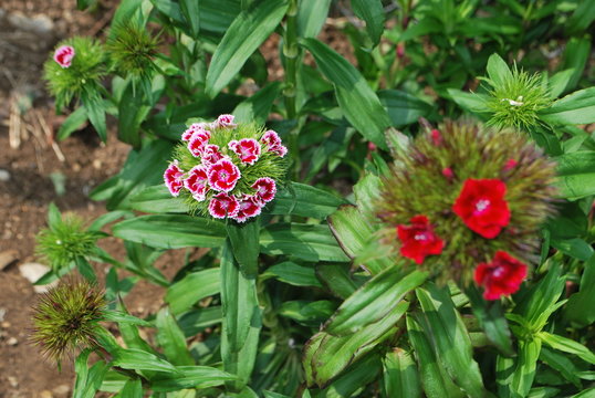 oeillet de po&ecirc;te