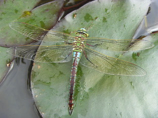 libellule ponte oeufs sur nénuphar dragonfly © skampixelle