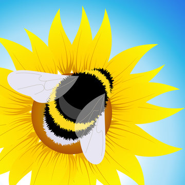 Bumblebee Sitting On Sunflower