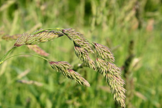&Auml;hre des Knaulgrases
