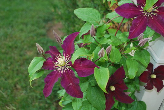 jolie fleur &eacute;toil&egrave;