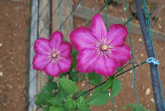 fleur &eacute;toil&egrave;